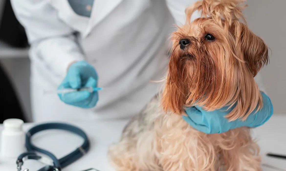 The Best Flea Medicine for Dogs